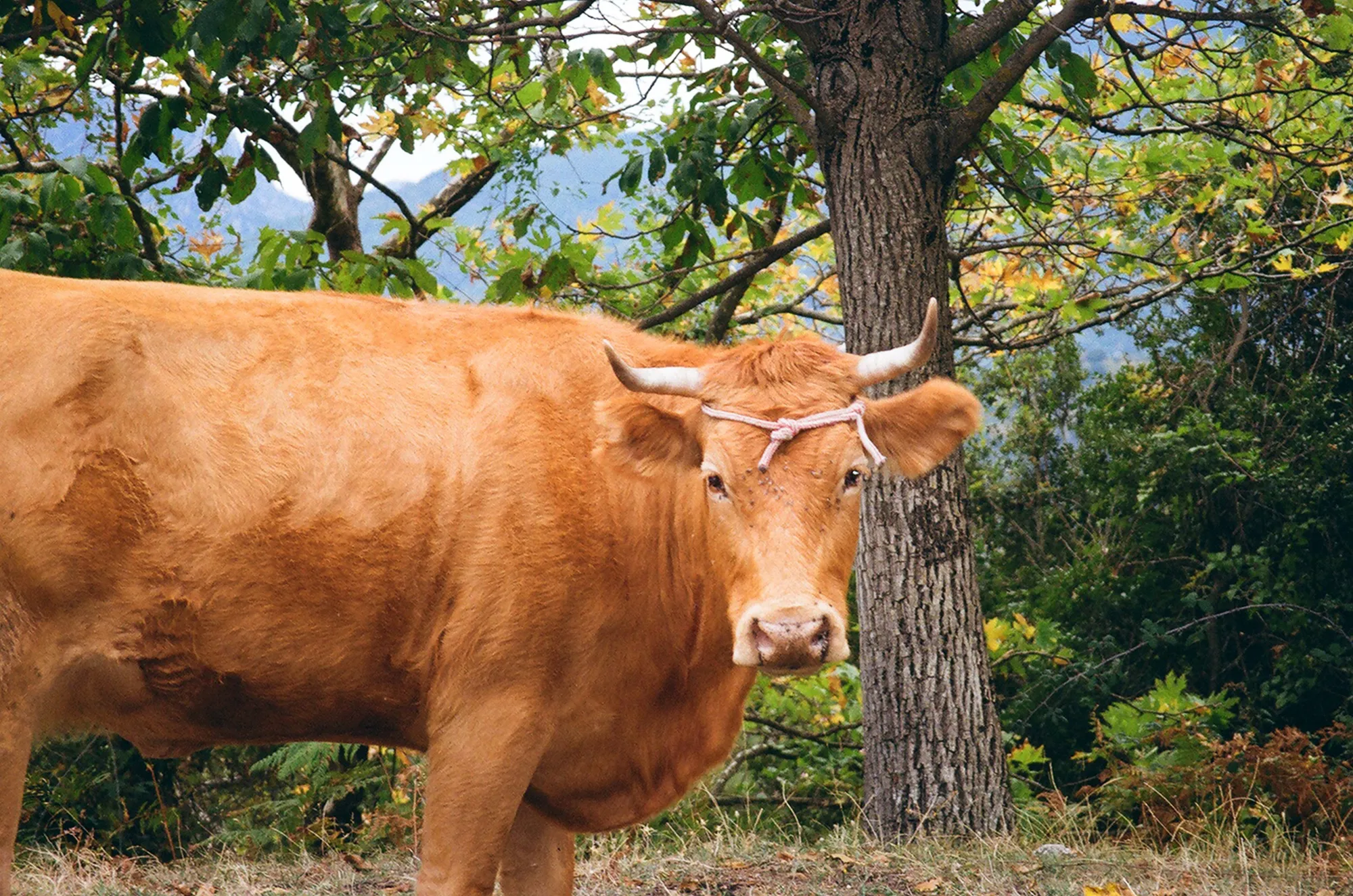 Tzoumerka